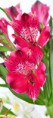 Alstromeria Pink